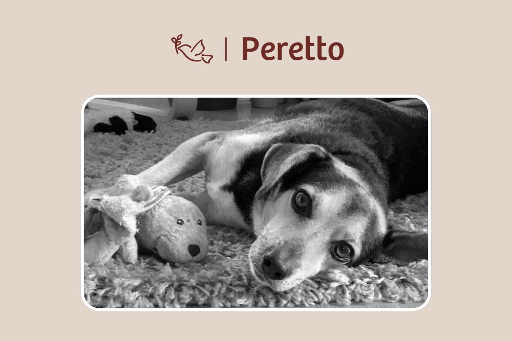 Peretto – Ein Hund, der Herzen verändert hat