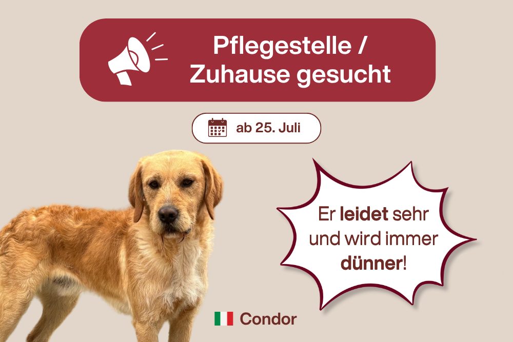 Condor – Gibt es noch einen Hoffnungsschimmer?