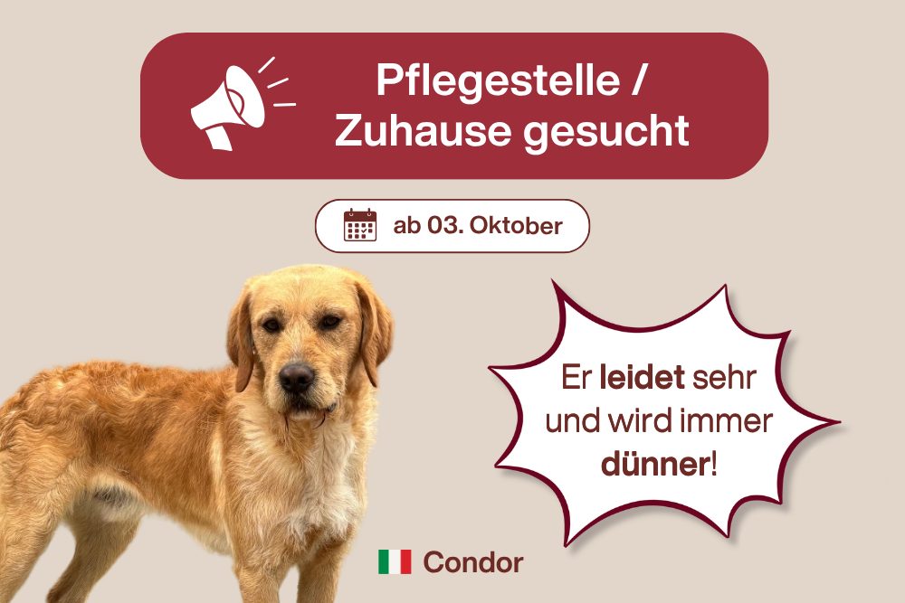 Condor – Gibt es noch einen Hoffnungsschimmer?