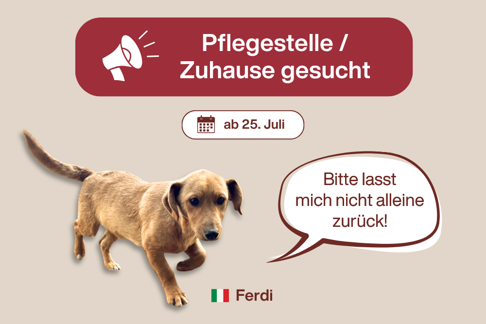 🐾 FERDI soll nicht als letzter seines Wurfs zurückbleiben