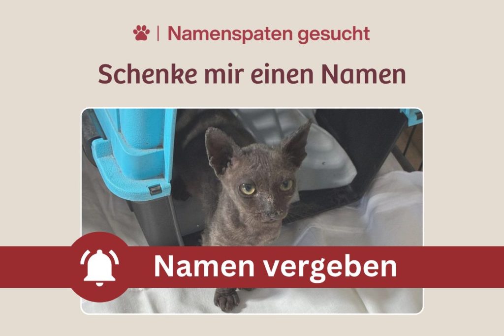 Ein kleines Kitten – Schenkst du ihm einen Namen?