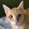 Kater Rosso