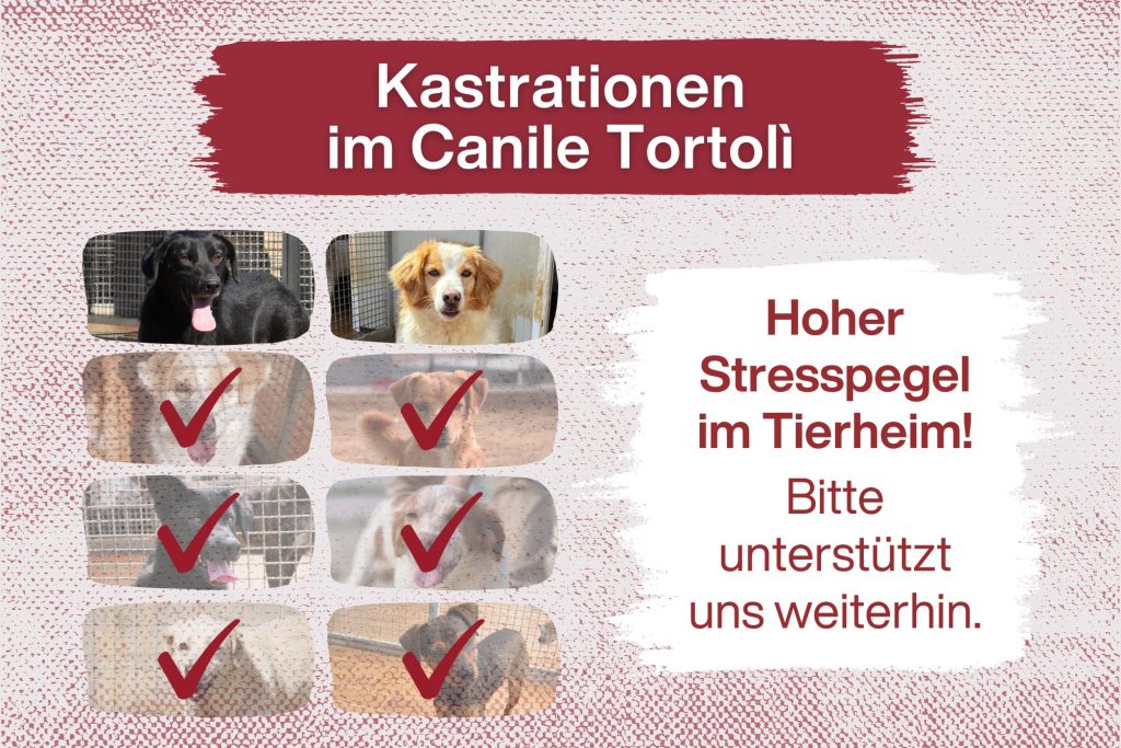 7 Rüden – 7 Chancen auf ein besseres Leben