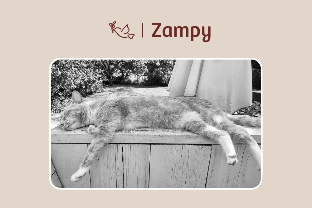 Zampino – Starke Seele mit schwerem Weg
