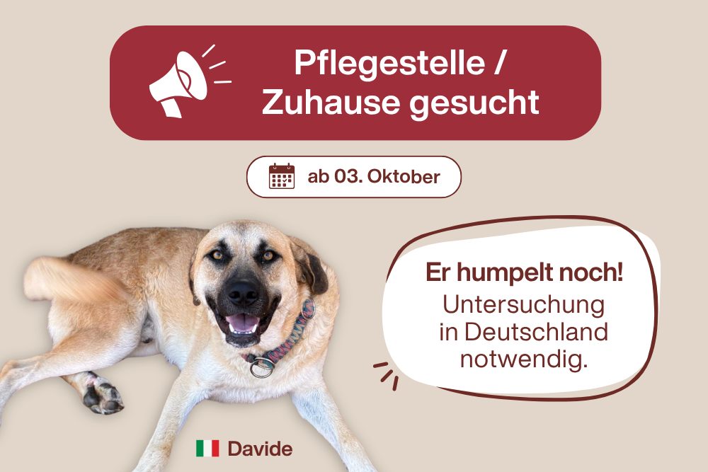 Davide – Die Pfote heilt, aber sein Platz fehlt noch immer!