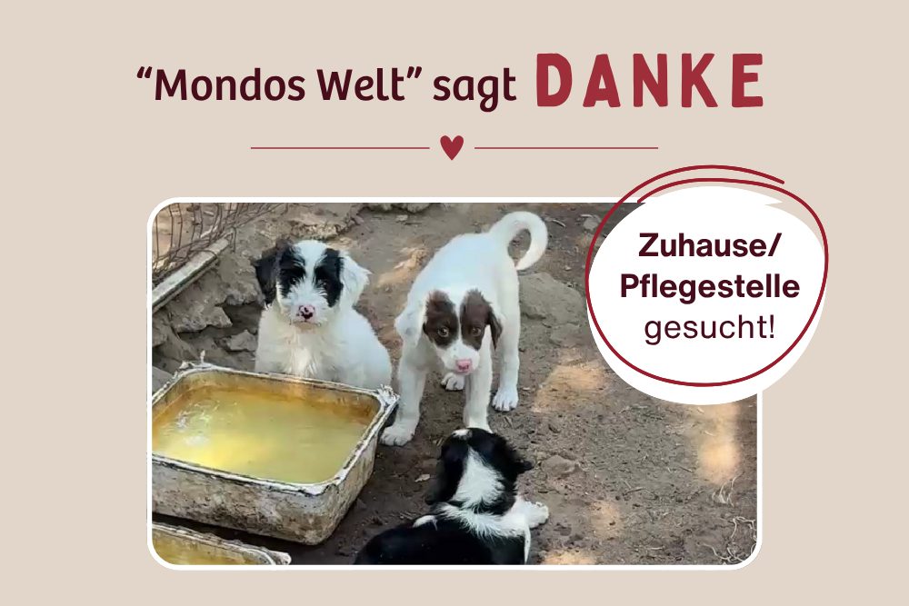 Mondos kleine Welt – Danke für eure Unterstützung