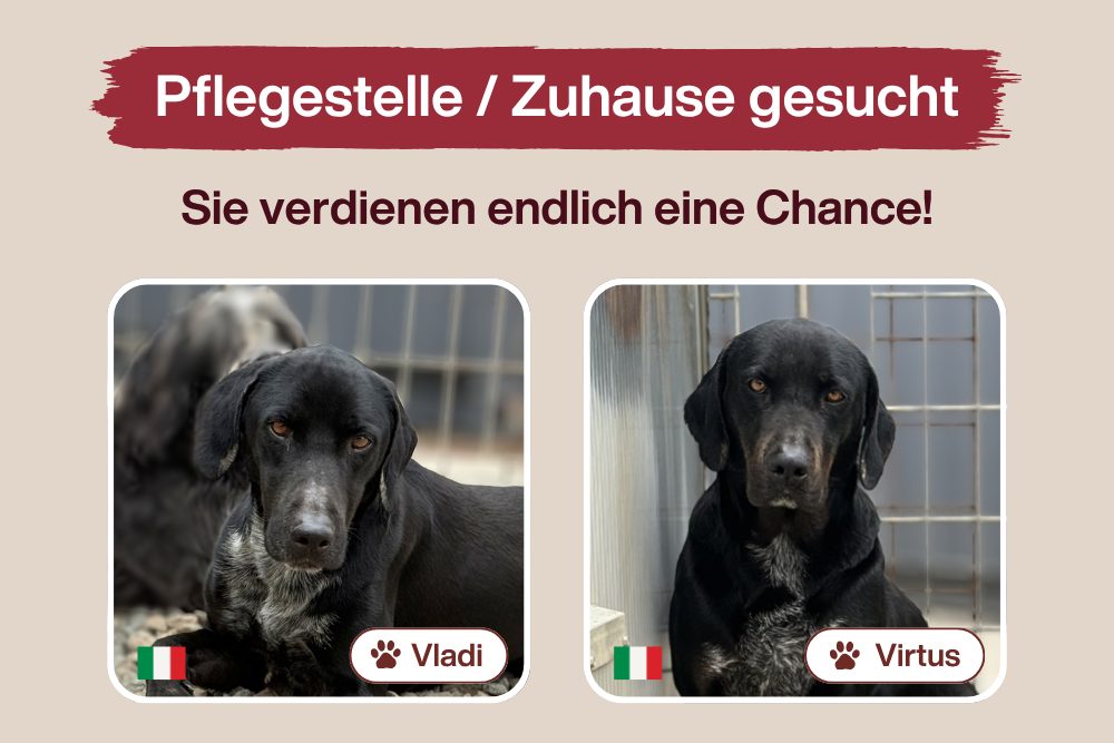 Vladi & Virtus – Wie lange sollen sie noch warten?