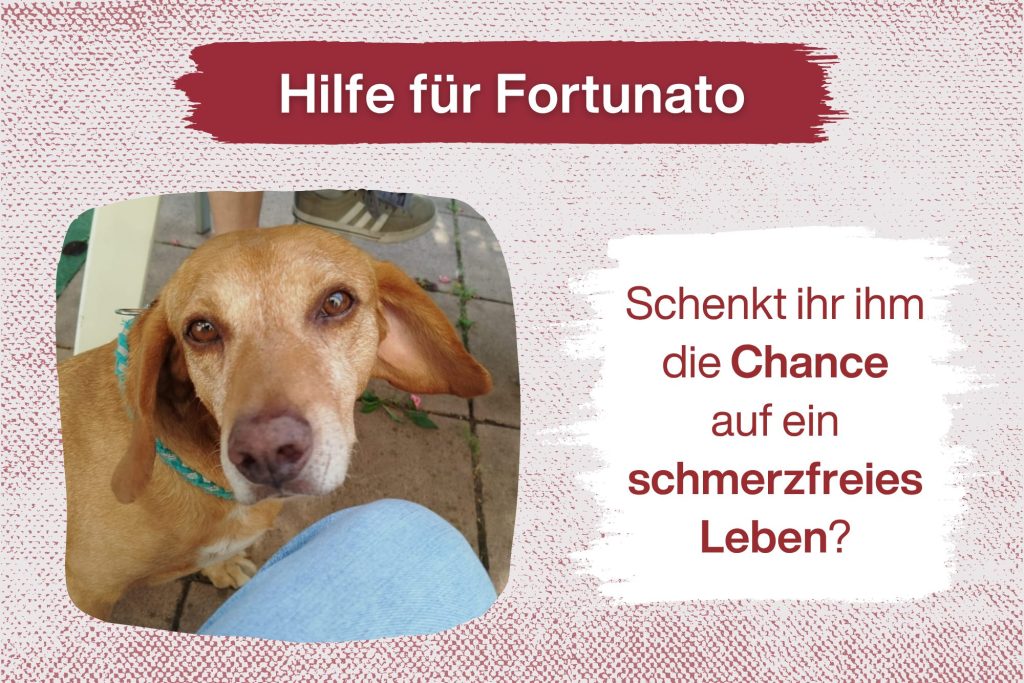 Fortunato braucht eine Zahnsanierung