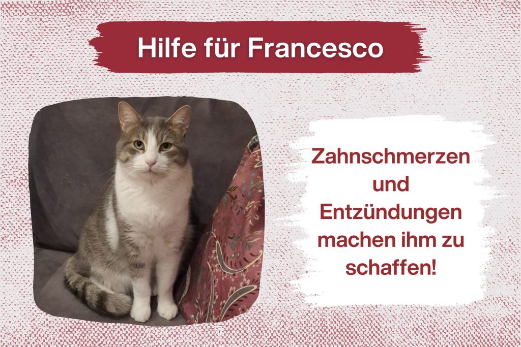 Francesco – Hilfe für meinen großen Traum