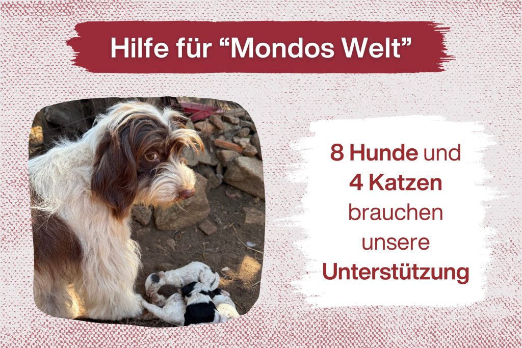 Mondos Welt braucht Unterstützung