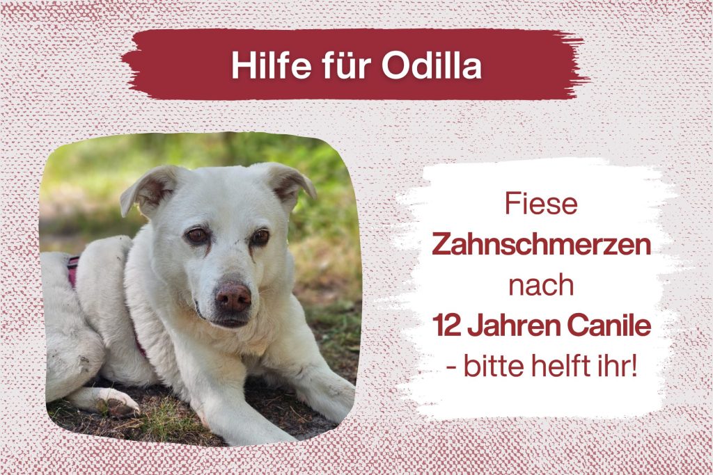 Odilla braucht dringend eine Zahnsanierung