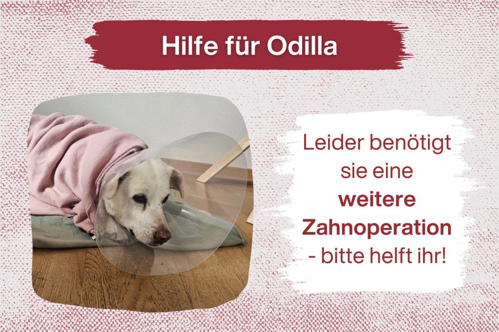 Odilla – Das ganze Ausmaß kam erst während der OP raus