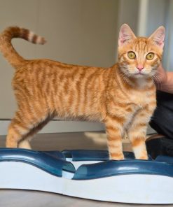 Kater Arancino