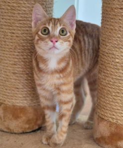 Kater Arancino