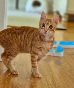 Kater Arancino