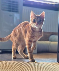 Kater Arancino
