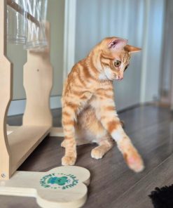 Kater Arancino