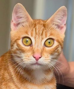 Kater Arancino