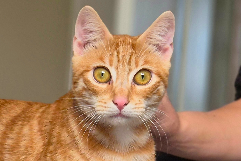 Kater Arancino