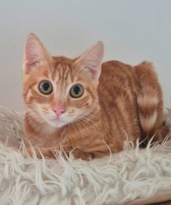 Kater Arancino