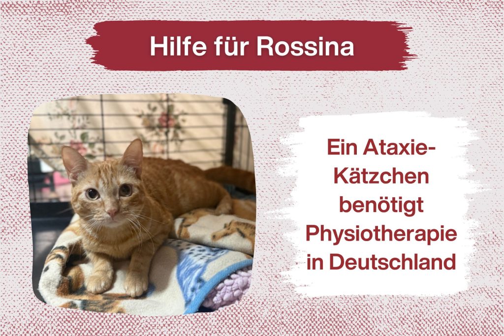 Rossina – Sie hat eine große Chance