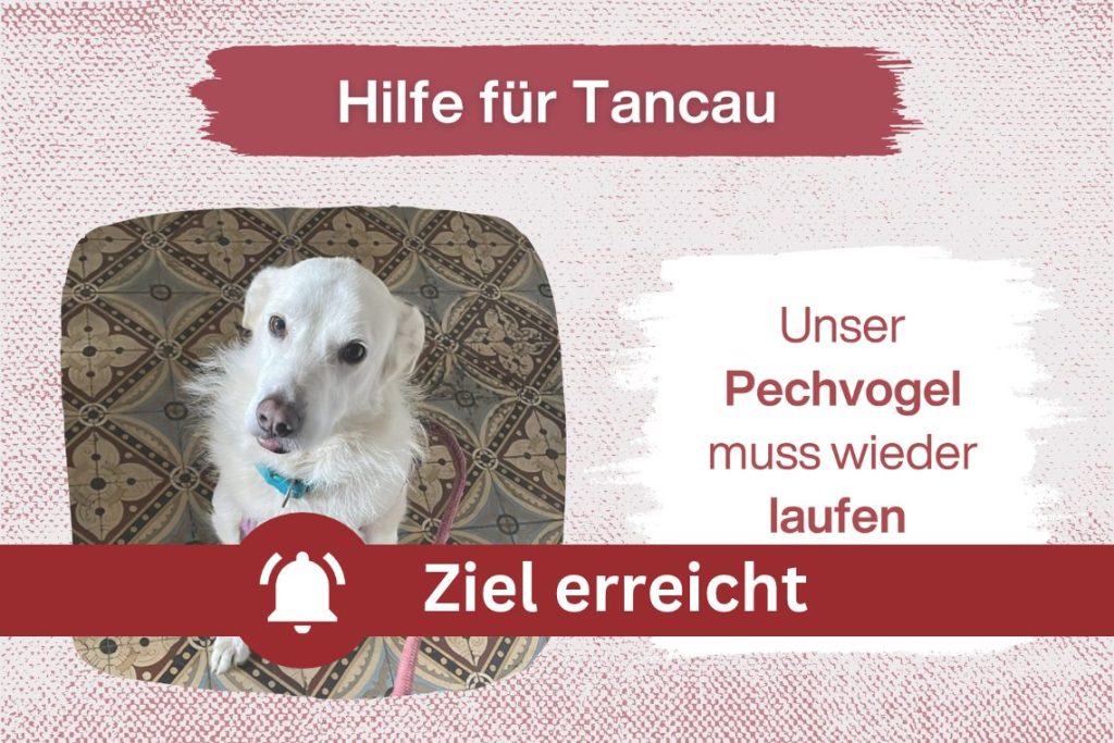 Tancau – Kann er den Teufelskreislauf durchbrechen?