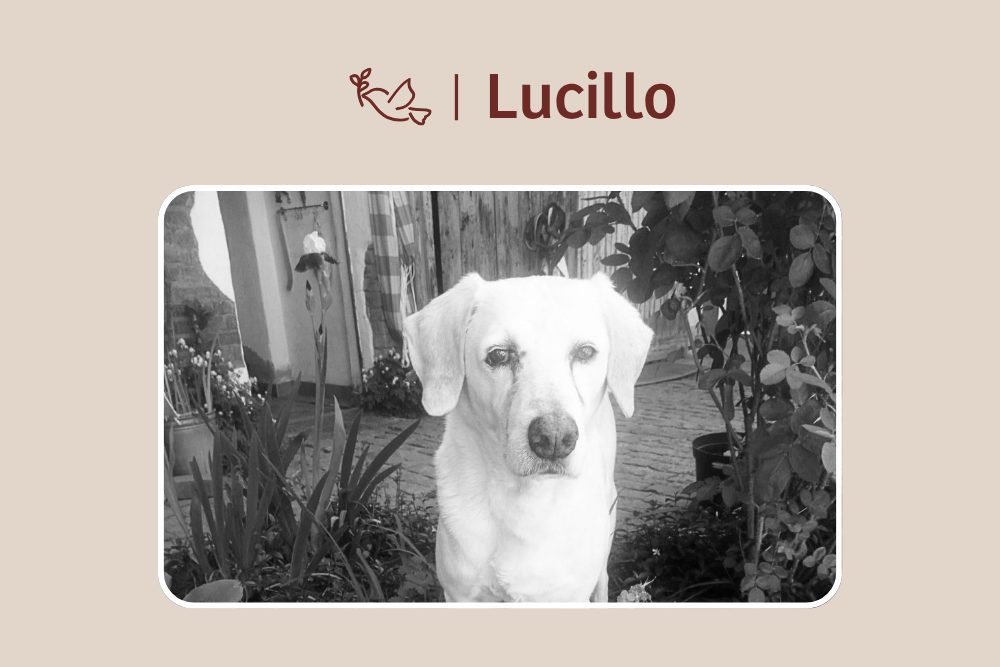 Lucillo – ein ganz besonderer Schatz
