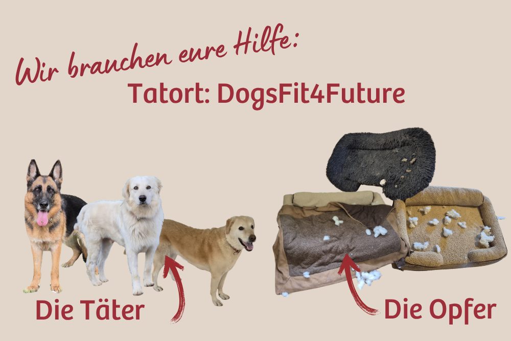 Körbchen-Killer auf vier Pfoten – wir brauchen eure Hilfe!
