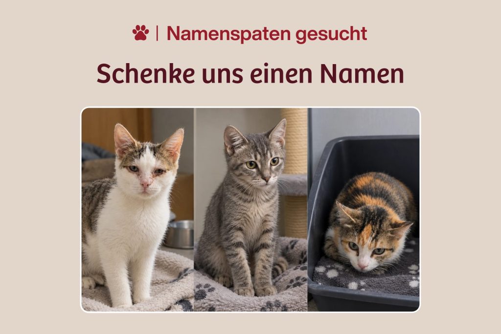 3 Neuaufnahmen, 3 Geschichten, 3 Namen gesucht!