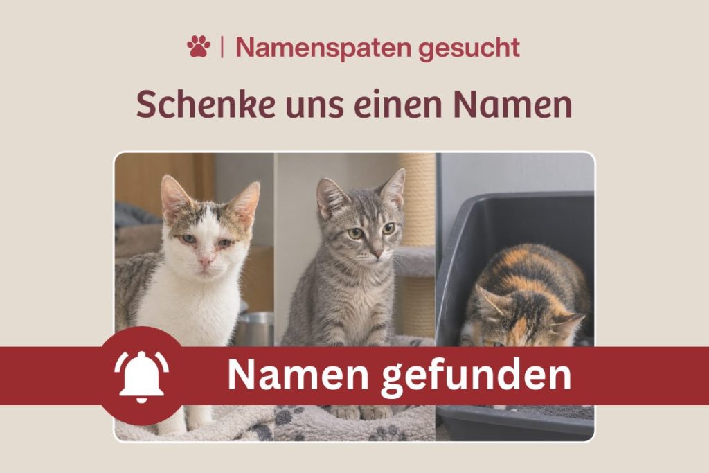 3 Neuaufnahmen, 3 Geschichten, 3 Namen gesucht!