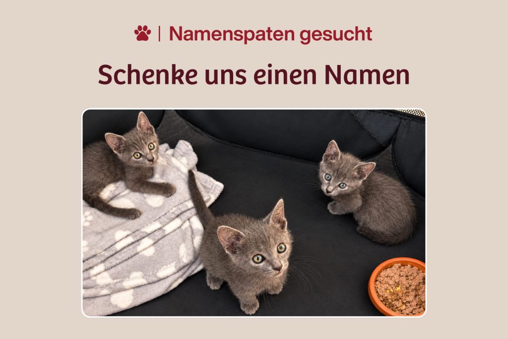 3 kleine Kitten – Schenkst du ihnen einen Namen?