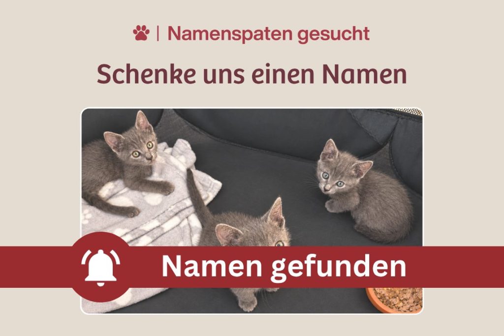 3 kleine Kitten – Schenkst du ihnen einen Namen?