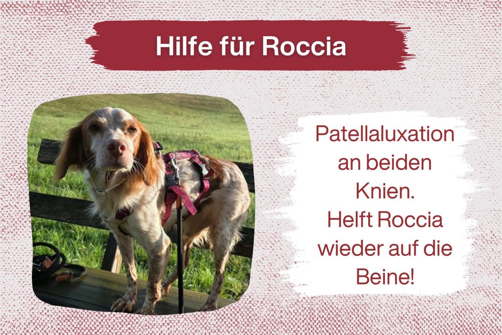 Roccia – wenn die Knie nicht mitspielen