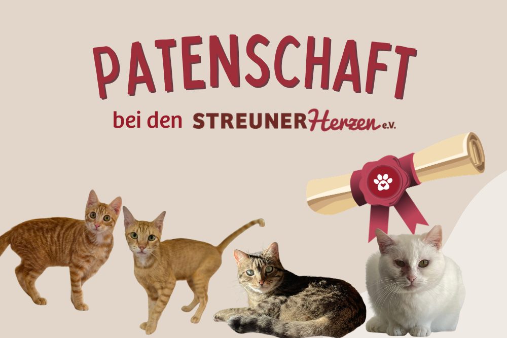 Paten gesucht – für unsere Samtpfoten Willy, Flocke, Rosso & Arancino